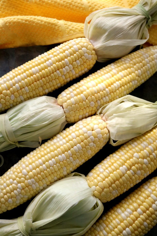 Corn on the cob with the husks peeled back and cleaned ready for the grill.